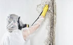 Best Emergency Mold Remediation  in USA